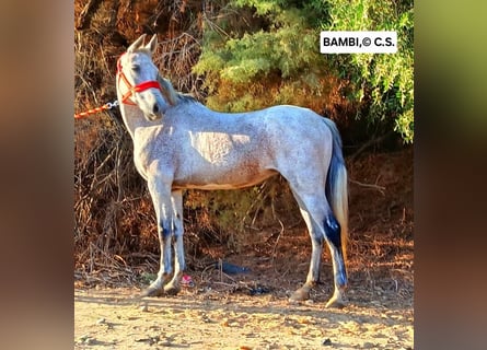 Andalusian, Mare, 12 years, 16 hh, Grey-Fleabitten
