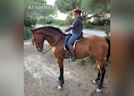 Andalusian, Mare, 13 years, 15.3 hh, Brown