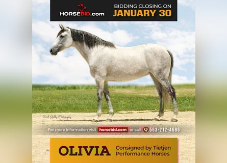 Andalusian Mix, Mare, 13 years, 15 hh, Gray