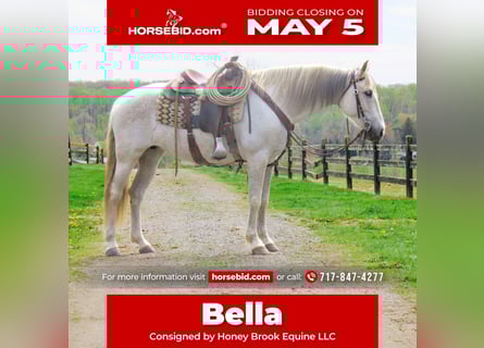 Andalusian, Mare, 13 years, 15,3 hh, Gray