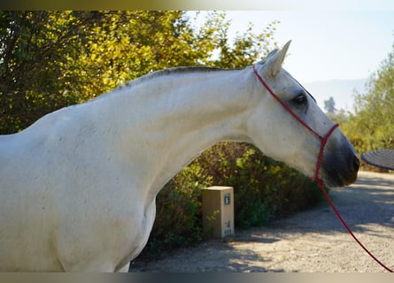 Andalusian, Mare, 13 years, 16 hh, White