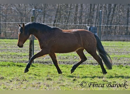 Andalusian, Mare, 14 years, 15.2 hh, Brown