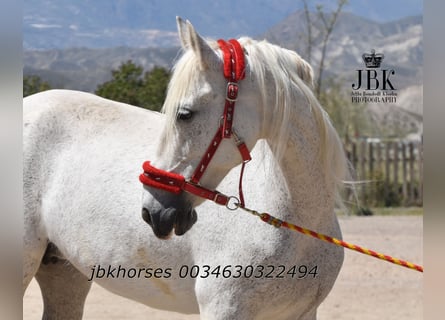 Andalusian Mix, Mare, 14 years, 15.2 hh, Gray