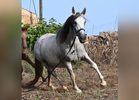 Andalusian, Mare, 14 years, 16 hh, Grey