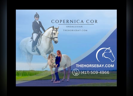 Andalusian, Mare, 15 years, 16 hh, Grey