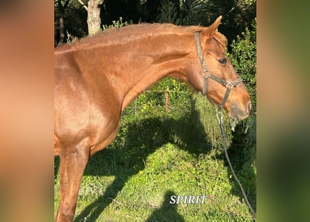 Andalusian, Mare, 16 years, 15.1 hh, Chestnut-Red