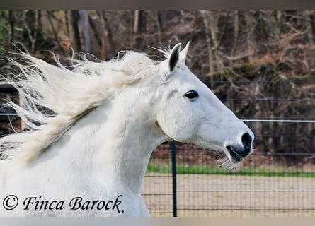 Andalusian, Mare, 19 years, 15,2 hh, Grey