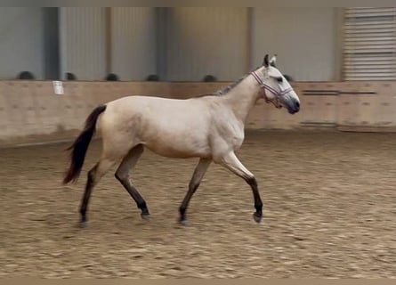 Andalusian, Mare, 1 year, 13 hh, Dun