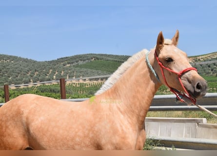 Andalusian, Mare, 1 year, 14.1 hh, Palomino