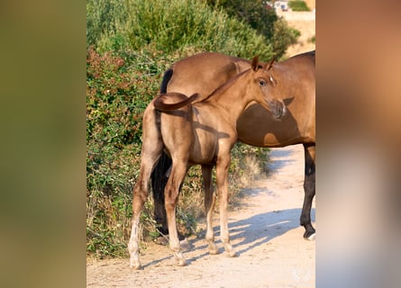 Andalusian, Mare, 1 year, 14,1 hh, Chestnut-Red