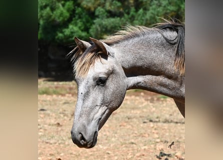 Andalusian, Mare, 1 year, 15.1 hh, Grey