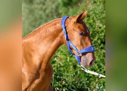 Andalusian, Mare, 1 year, 15.1 hh, Sorrel