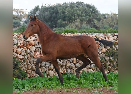 Andalusian, Mare, 1 year, 15,2 hh, Brown