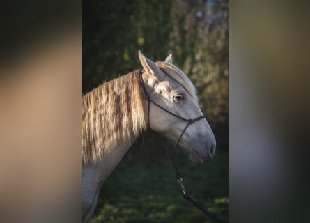 Andalusian, Mare, 1 year, 15,3 hh, Pearl