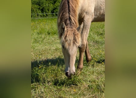 Andalusian, Mare, 1 year, 15,3 hh, Pearl