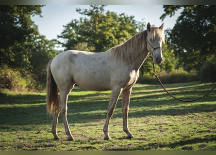 Andalusian, Mare, 1 year, 15,3 hh, Pearl