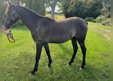 Andalusier Mix, Stute, 1 Jahr, 16 hh, Roan-Bay