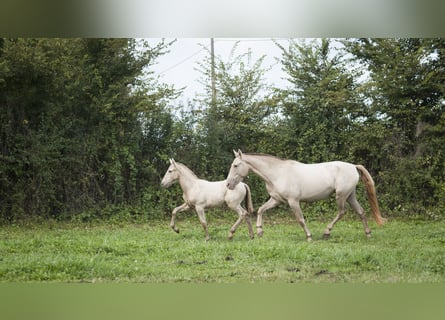 Andalusian, Mare, 1 year