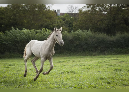 Andalusian, Mare, 1 year