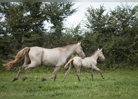 Andalusian, Mare, 1 year