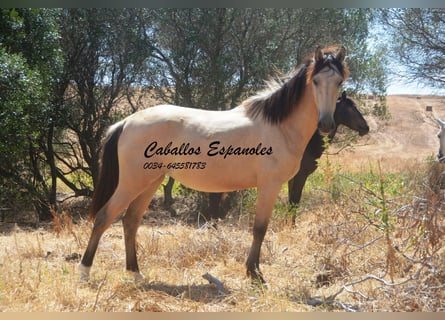 Andalusian, Mare, 2 years, 14.3 hh, Dun
