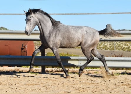 Andalusier, Stute, 2 Jahre, 15 hh, Schimmel