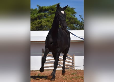 Andalusian, Mare, 2 years, 16 hh, Black