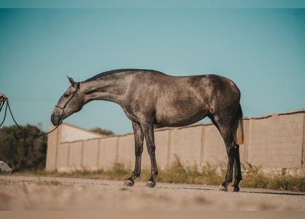 Andalusier, Stute, 2 Jahre, 16 hh, Schimmel