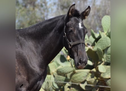 Andalusian, Mare, 2 years, Gray
