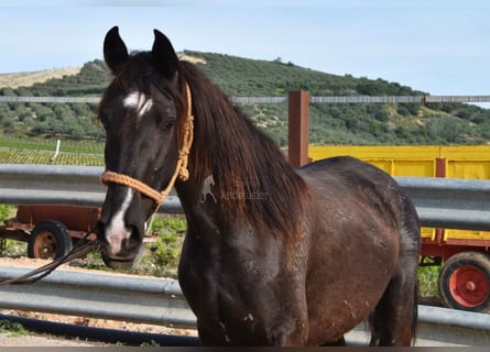 Andalusian, Mare, 3 years, 14.1 hh, Black