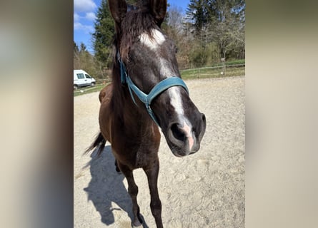 Andalusian, Mare, 3 years, 14.2 hh, Black