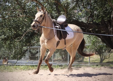 Andalusian, Mare, 3 years, 14.2 hh, Buckskin