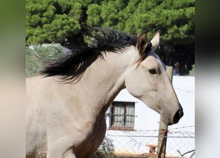 Andalusian, Mare, 3 years, 15.1 hh