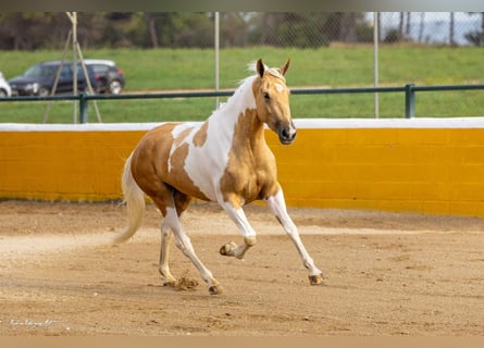 Andalusian, Mare, 3 years, 15,2 hh, Pinto