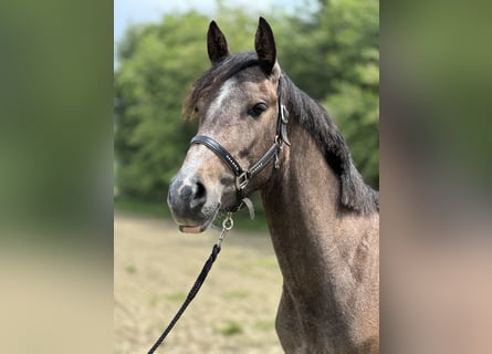 Andalusian Mix, Mare, 3 years, 15.2 hh, Roan-Red