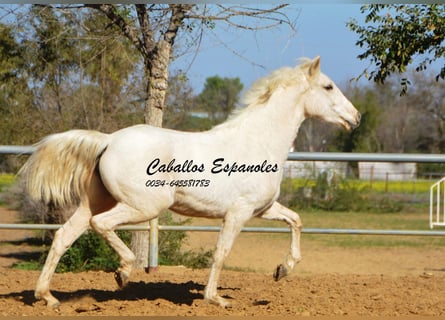 Andalusian, Mare, 3 years, 15 hh, Cremello