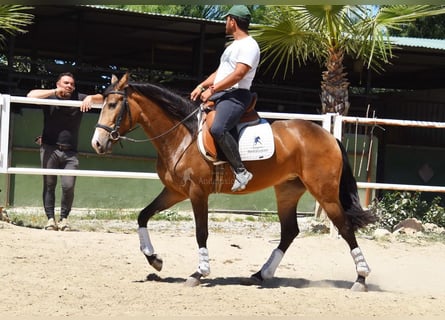 Andalusian, Mare, 3 years, 15,1 hh, Dun