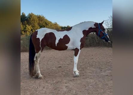 Andalusian, Mare, 3 years, 15,2 hh, Pinto