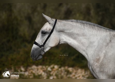 Andalusian, Mare, 3 years, 16 hh, Gray