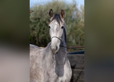 Andalusian, Mare, 3 years, 16 hh, Gray
