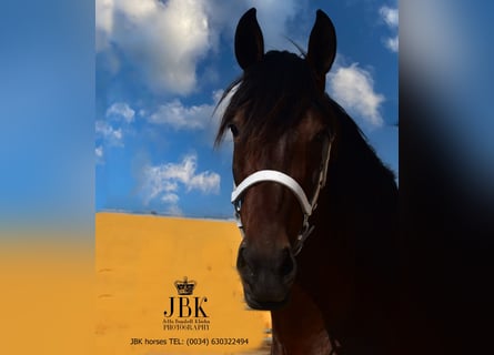 Andalusian, Mare, 3 years, 16,1 hh, Brown