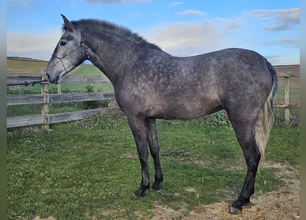Andalusian, Mare, 3 years, Gray