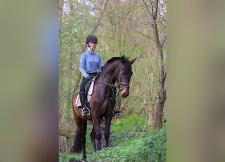 Andalusian, Mare, 4 years, 14,3 hh, Brown