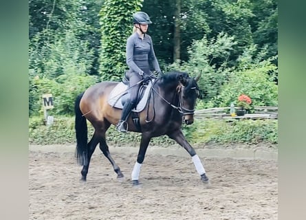 Andalusian, Mare, 4 years, 14.3 hh, Brown