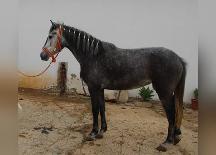 Andalusian, Mare, 4 years, 14.3 hh, Grey