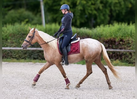 Andalusian, Mare, 4 years, 14,3 hh, Palomino