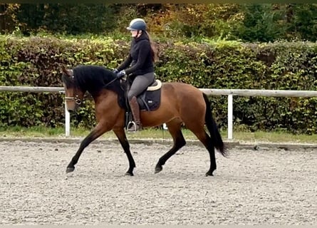 Andalusian, Mare, 4 years, 15 hh, Brown