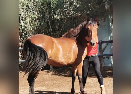 Andalusier, Stute, 4 Jahre, 15 hh, Brauner