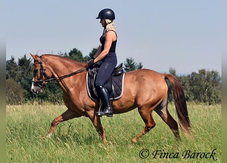 Andalusian, Mare, 4 years, 15 hh, Chestnut-Red