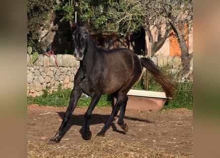 Andalusian, Mare, 4 years, 15 hh, Gray